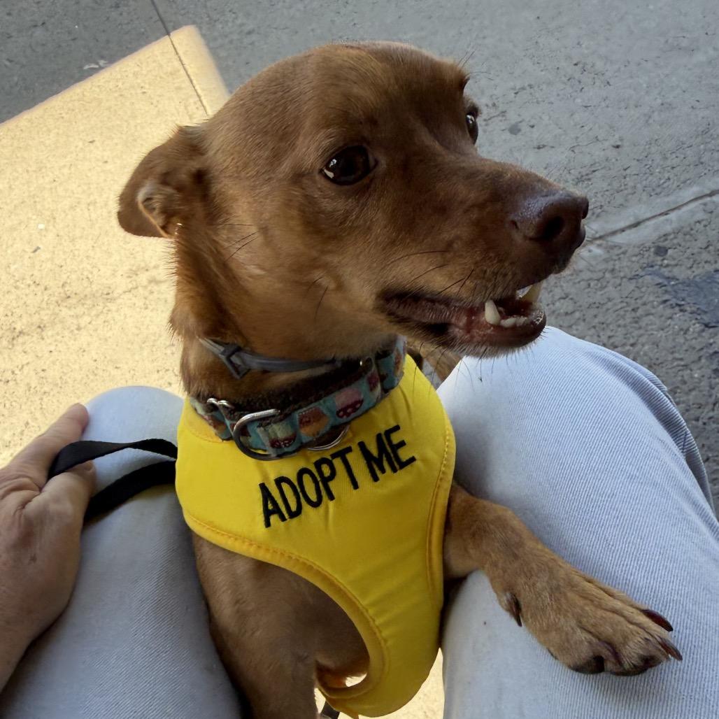 Enlarge Andy, a Adoptable mixed breed in Saugerties, NY image 4/5