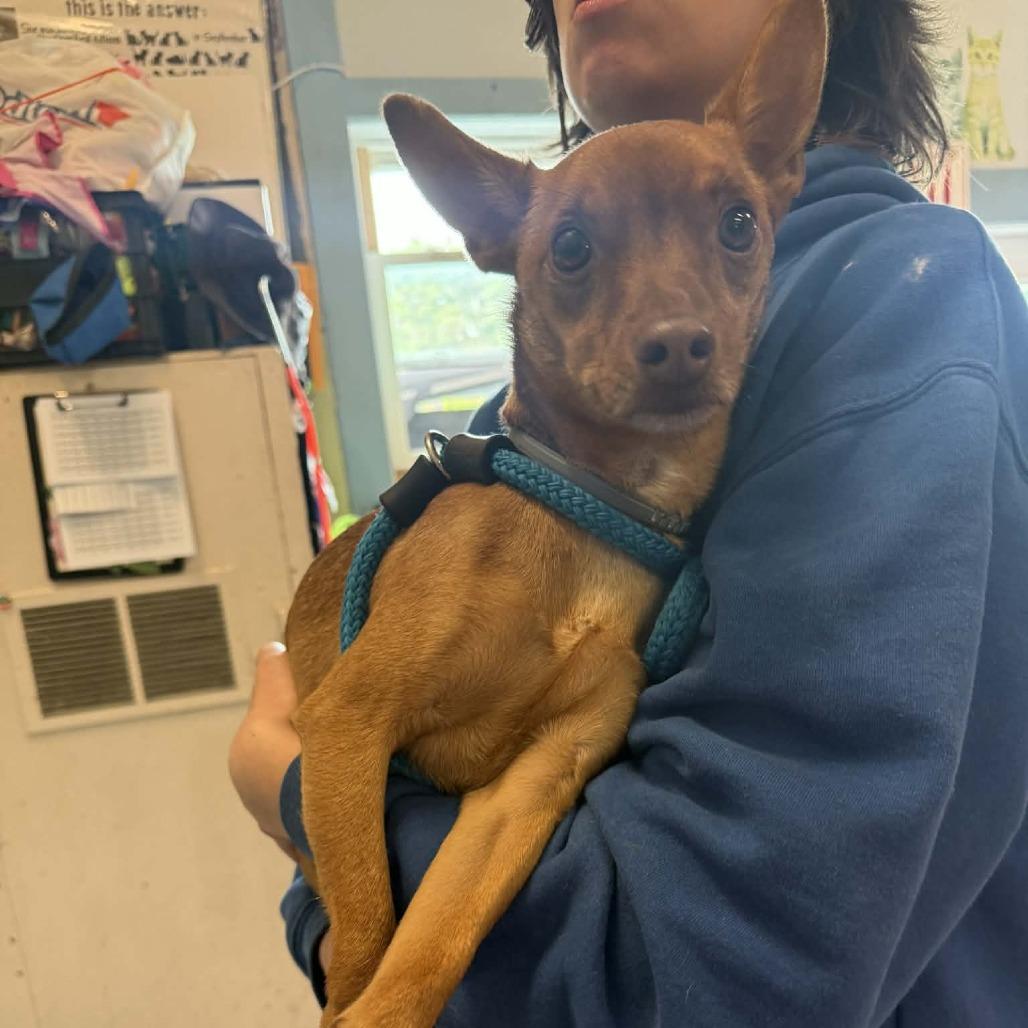 Enlarge Andy, a Adoptable mixed breed in Saugerties, NY image 5/5