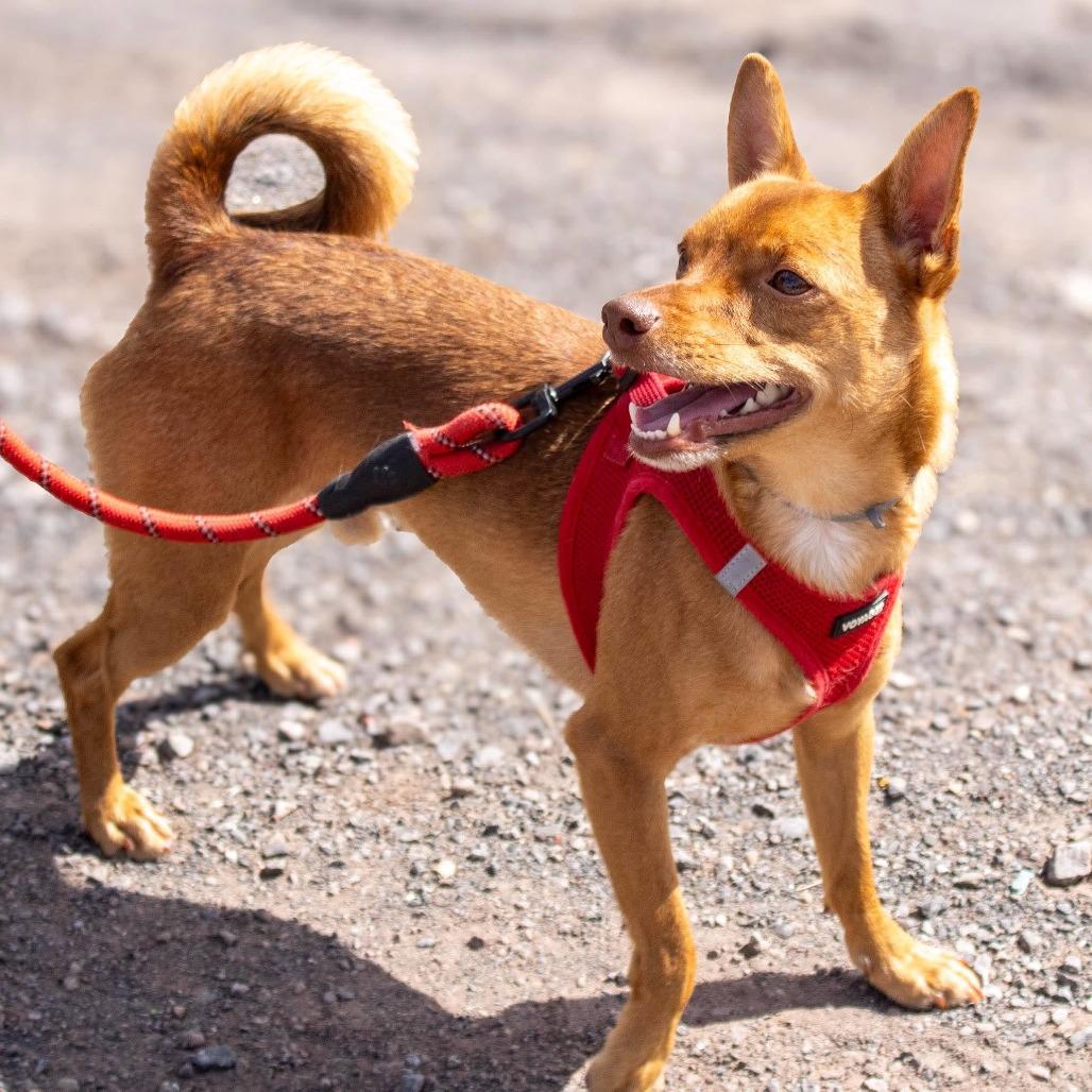 Enlarge Andy, a Adoptable mixed breed in Saugerties, NY image 6/6