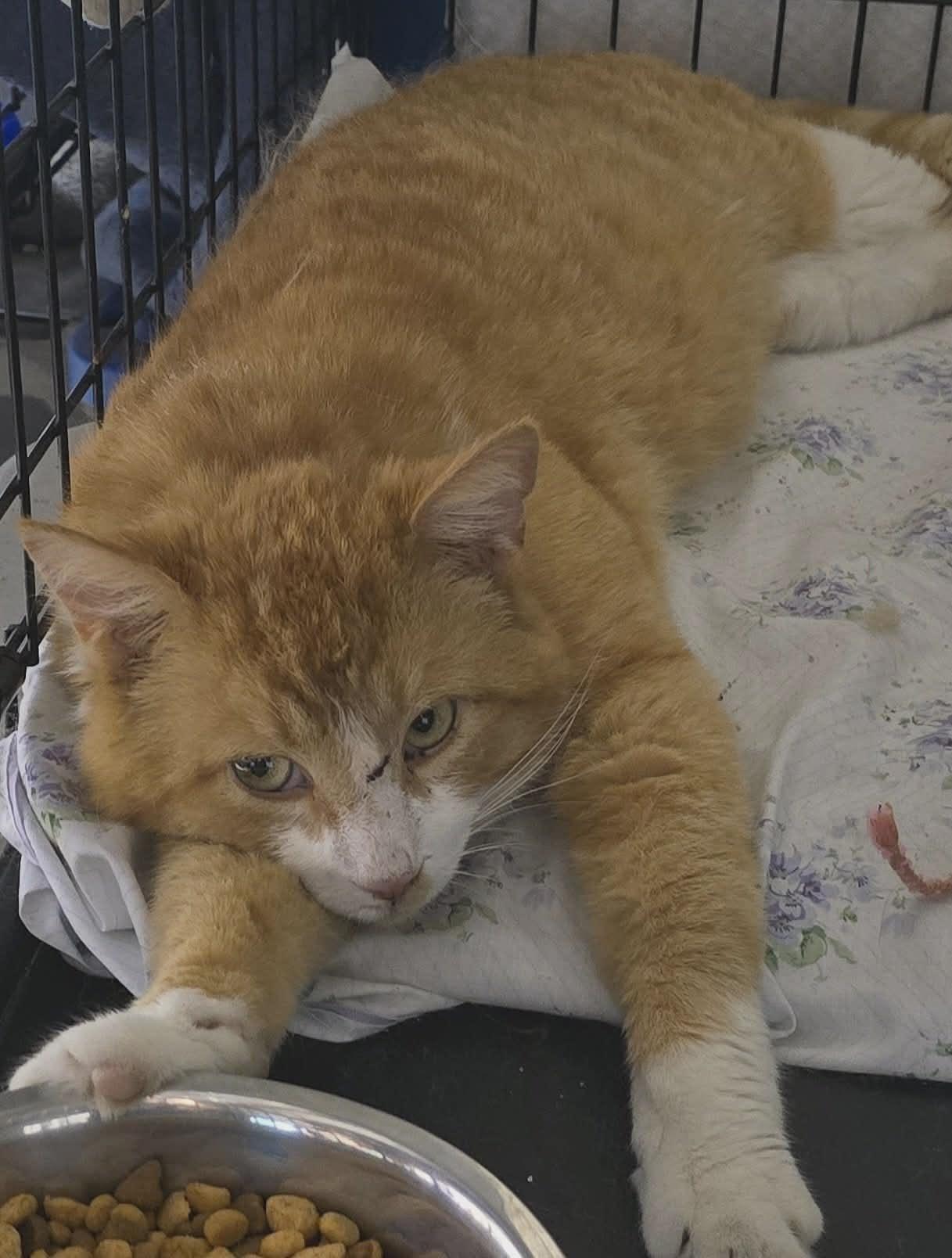 Enlarge Charles, an adopted Domestic Short Hair in Stevensville, ON image 1/1