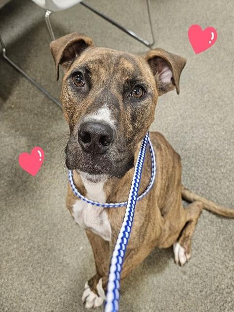 REVVIE, Adoptable, Young Female Mixed Breed.