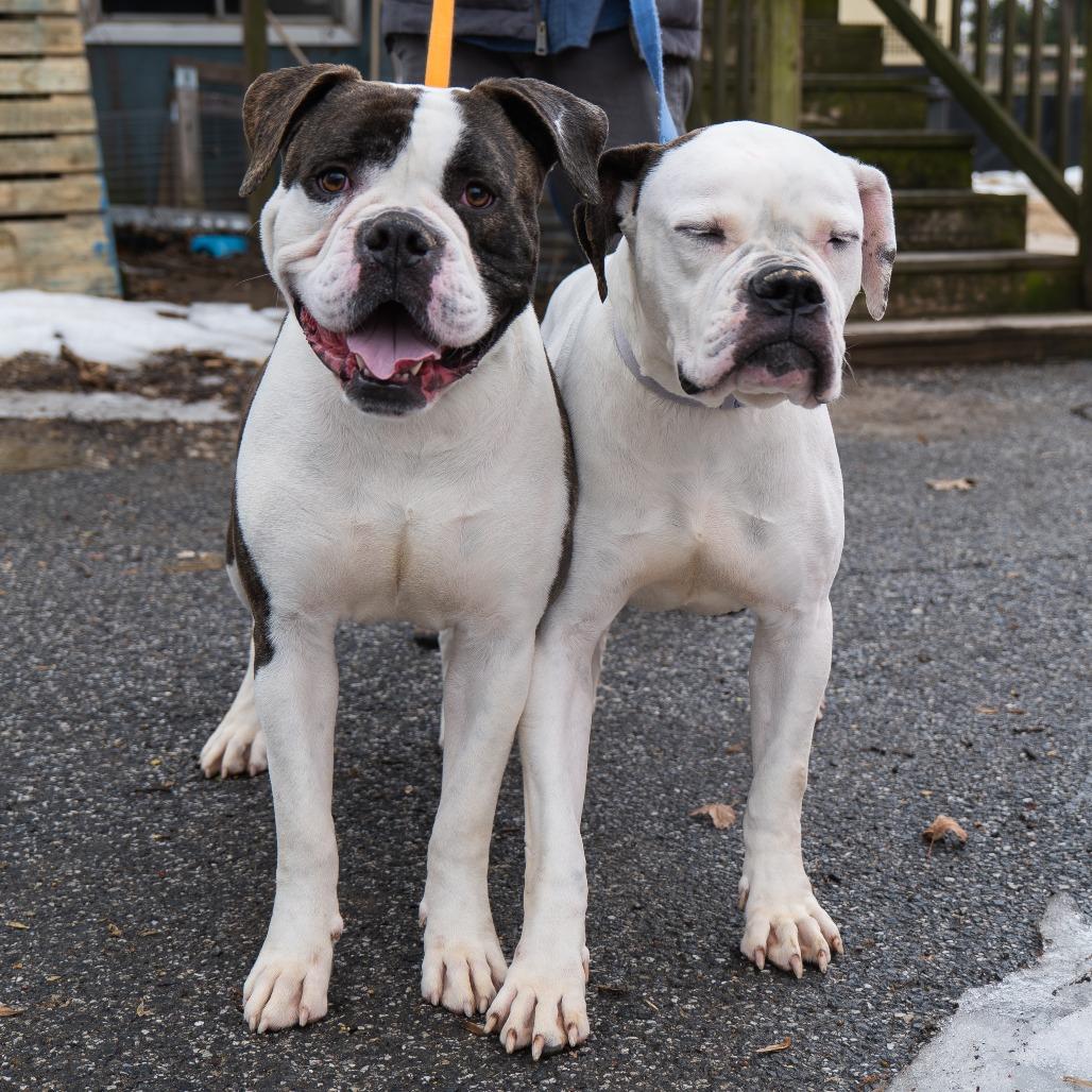 Enlarge Apollo, a Adoptable American Bulldog in Baltimore, MD image 1/4