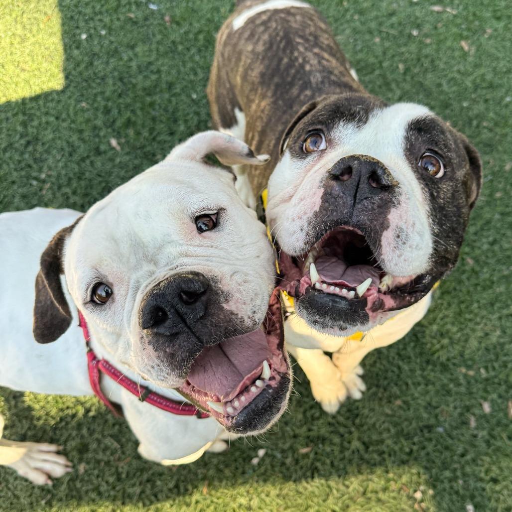 Enlarge Apollo, a Adoptable American Bulldog in Baltimore, MD image 2/4