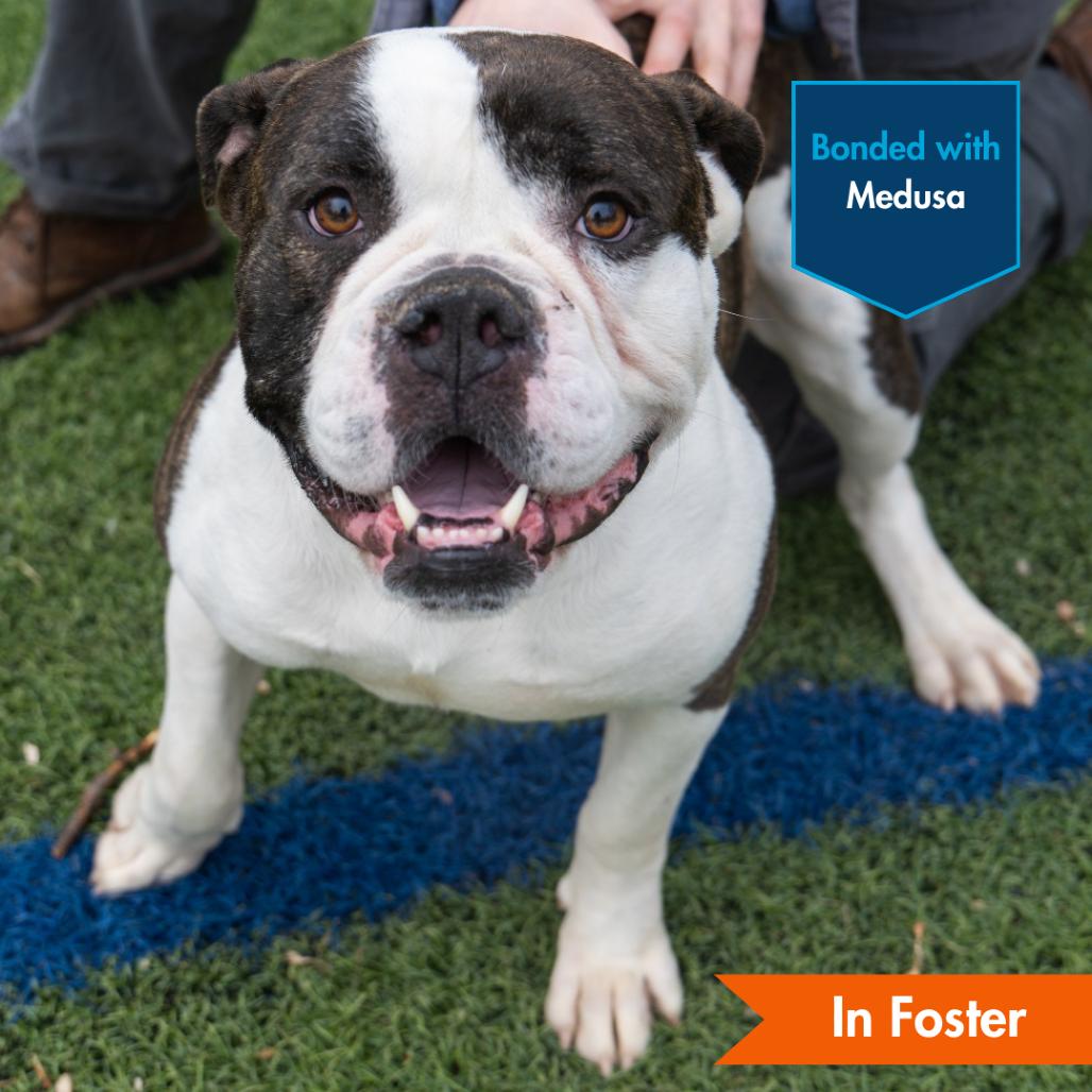 Enlarge Apollo, a Adoptable American Bulldog in Baltimore, MD image 4/4