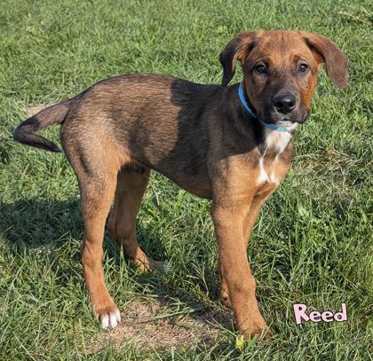 Enlarge Reed, a Adoptable mixed breed in Mason, MI image 1/3