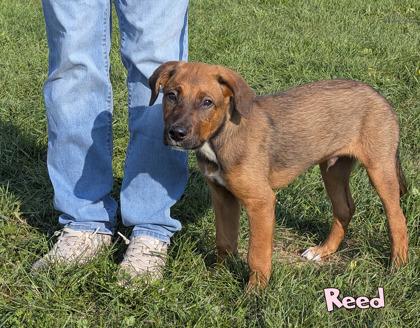 Enlarge Reed, a Adoptable mixed breed in Mason, MI image 2/3