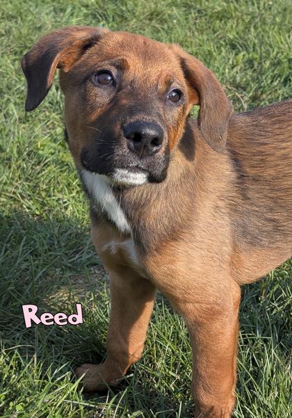 Enlarge Reed, a Adoptable mixed breed in Mason, MI image 3/3