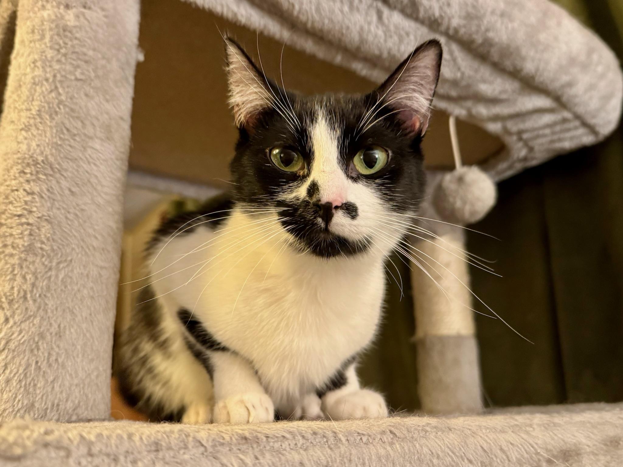 Sydney - teen female, a ADOPTABLE Domestic Short Hair in San Francisco, CA image 4/5
