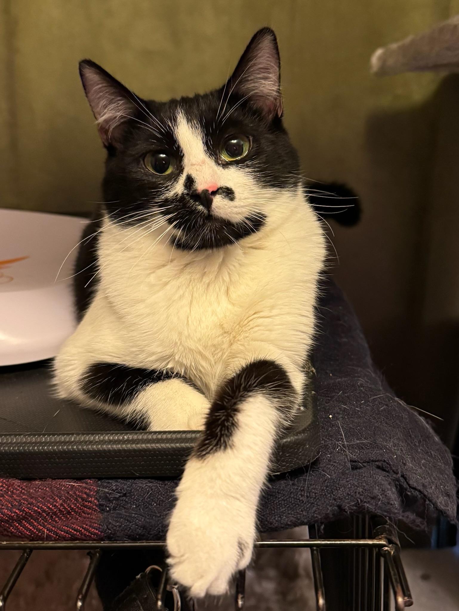 Sydney - teen female, a ADOPTABLE Domestic Short Hair in San Francisco, CA image 1/5
