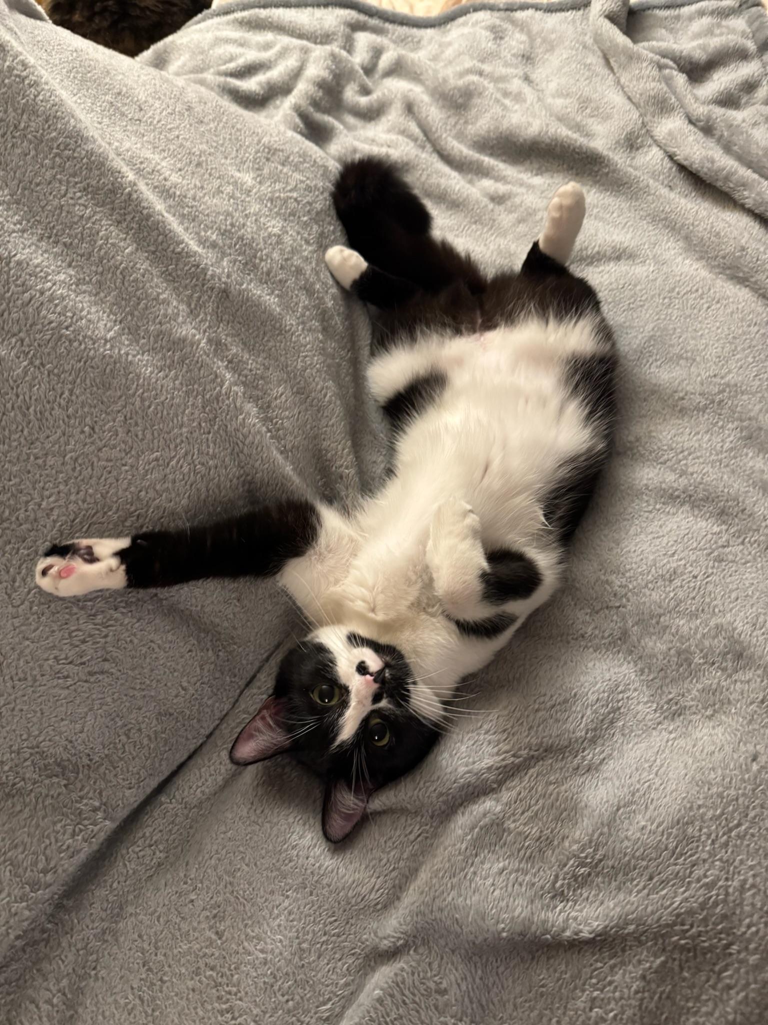 Sydney - teen female, a ADOPTABLE Domestic Short Hair in San Francisco, CA image 2/5