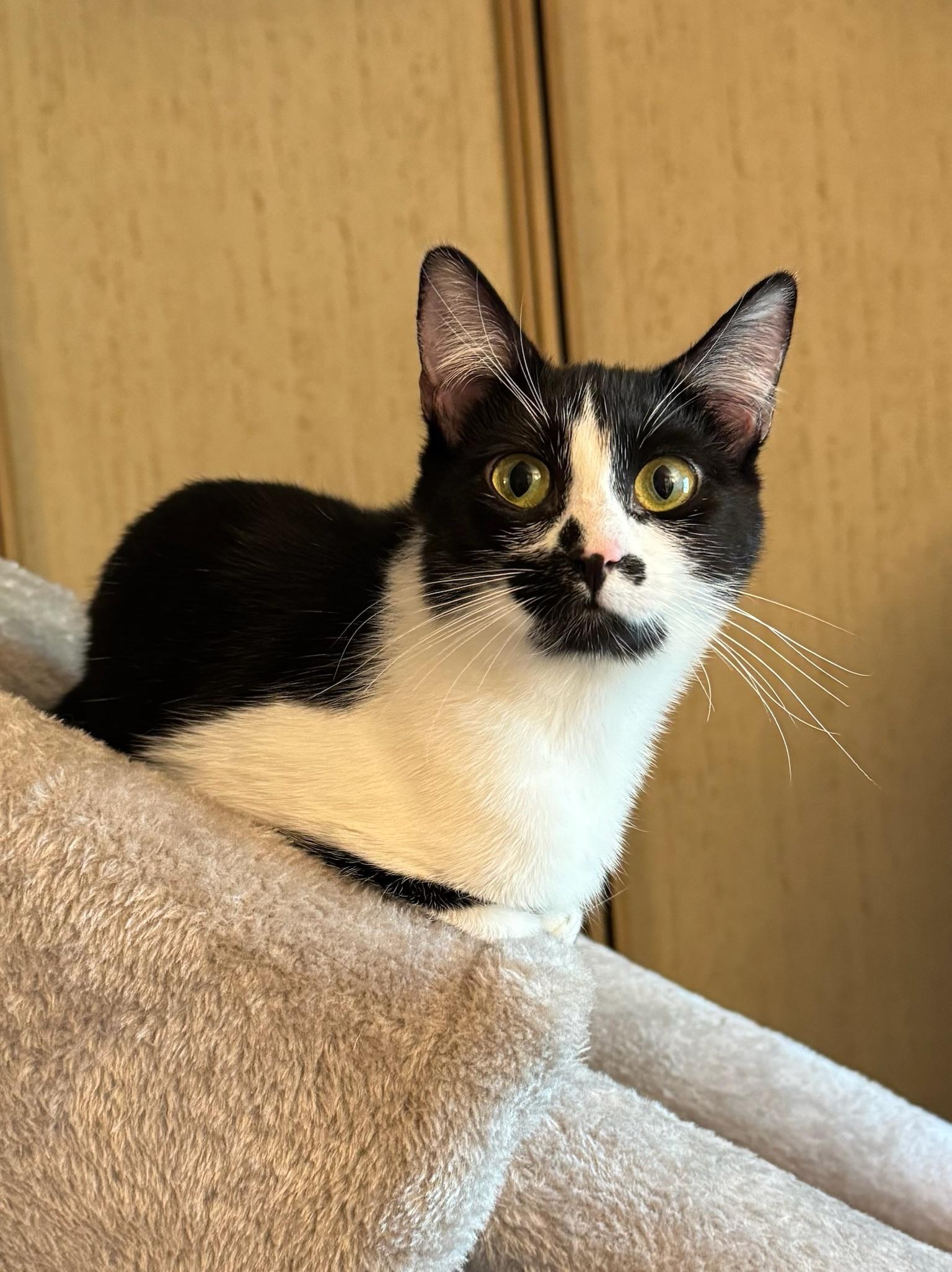 Sydney - teen female, a ADOPTABLE Domestic Short Hair in San Francisco, CA image 3/5