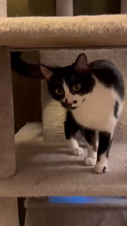 Enlarge Sydney - teen female, a ADOPTABLE Domestic Short Hair in San Francisco, CA video 5/5