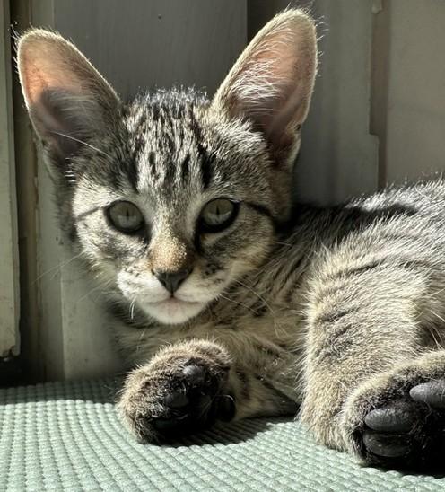 Enlarge Valentina, a ADOPTABLE Domestic Short Hair in Denver, CO image 1/1