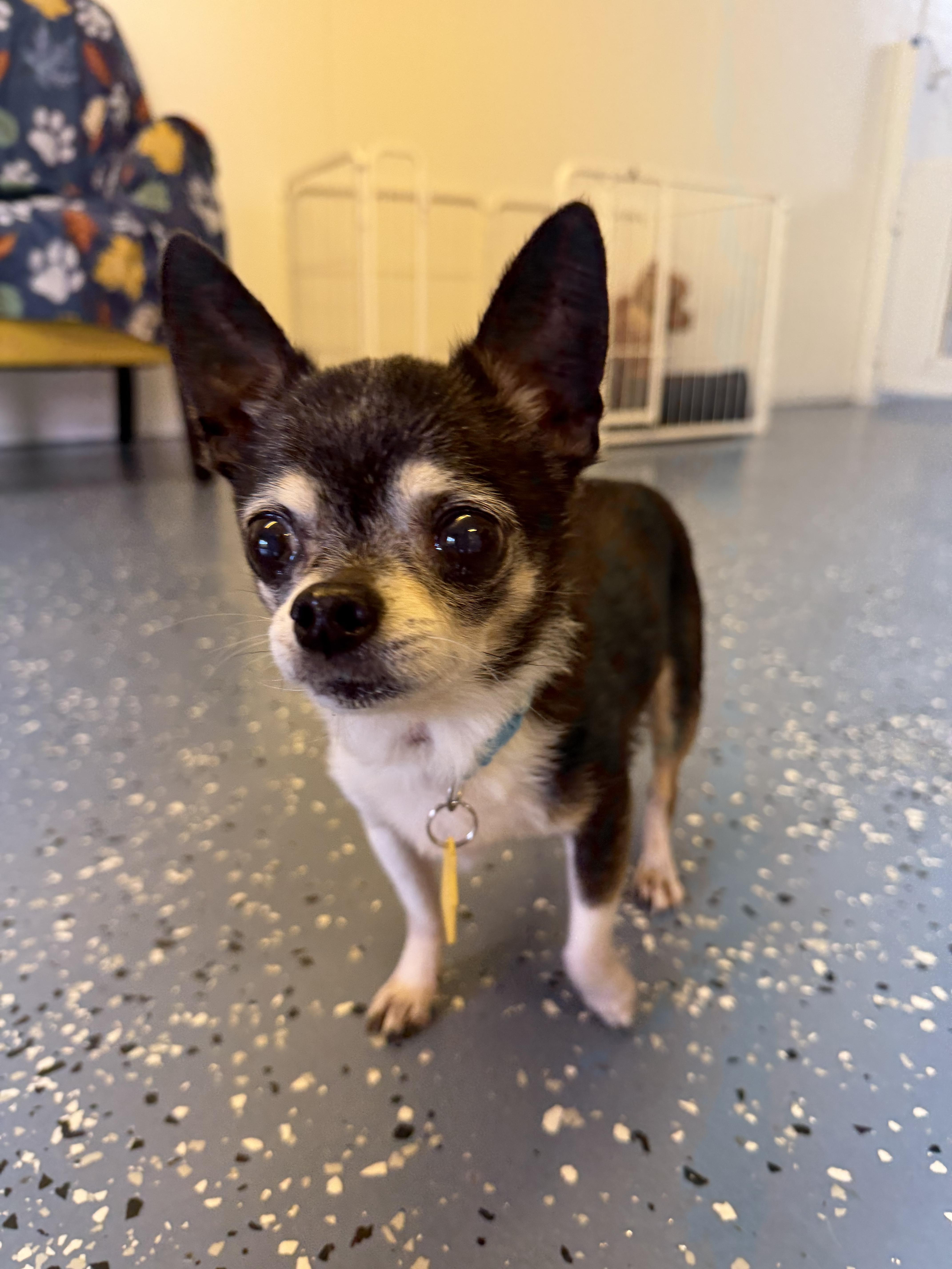 Enlarge Donnie, a Adoptable Chihuahua in Venice, FL image 5/5