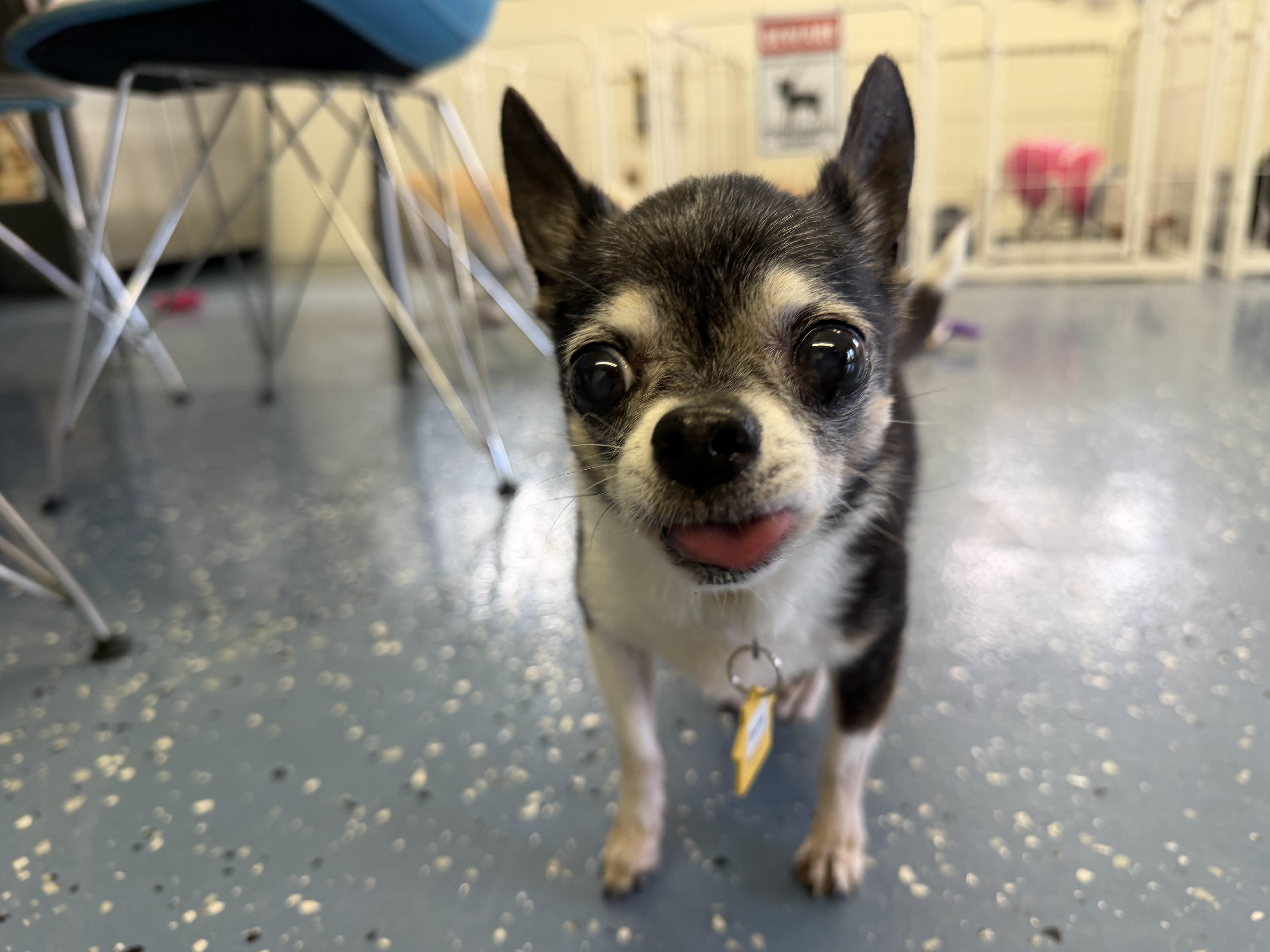 Enlarge Donnie, a Adoptable Chihuahua in Venice, FL image 2/5