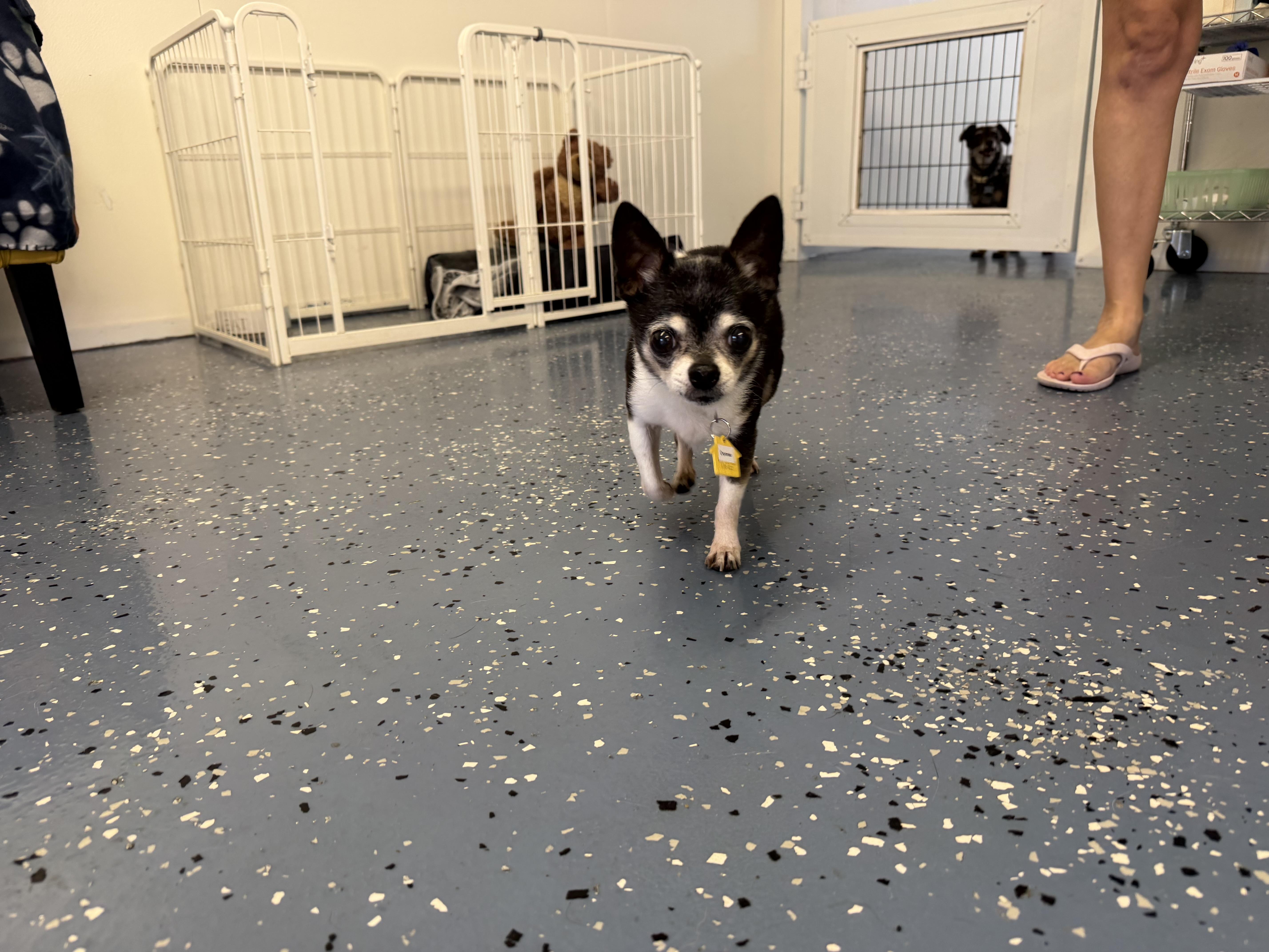 Enlarge Donnie, a Adoptable Chihuahua in Venice, FL image 4/5