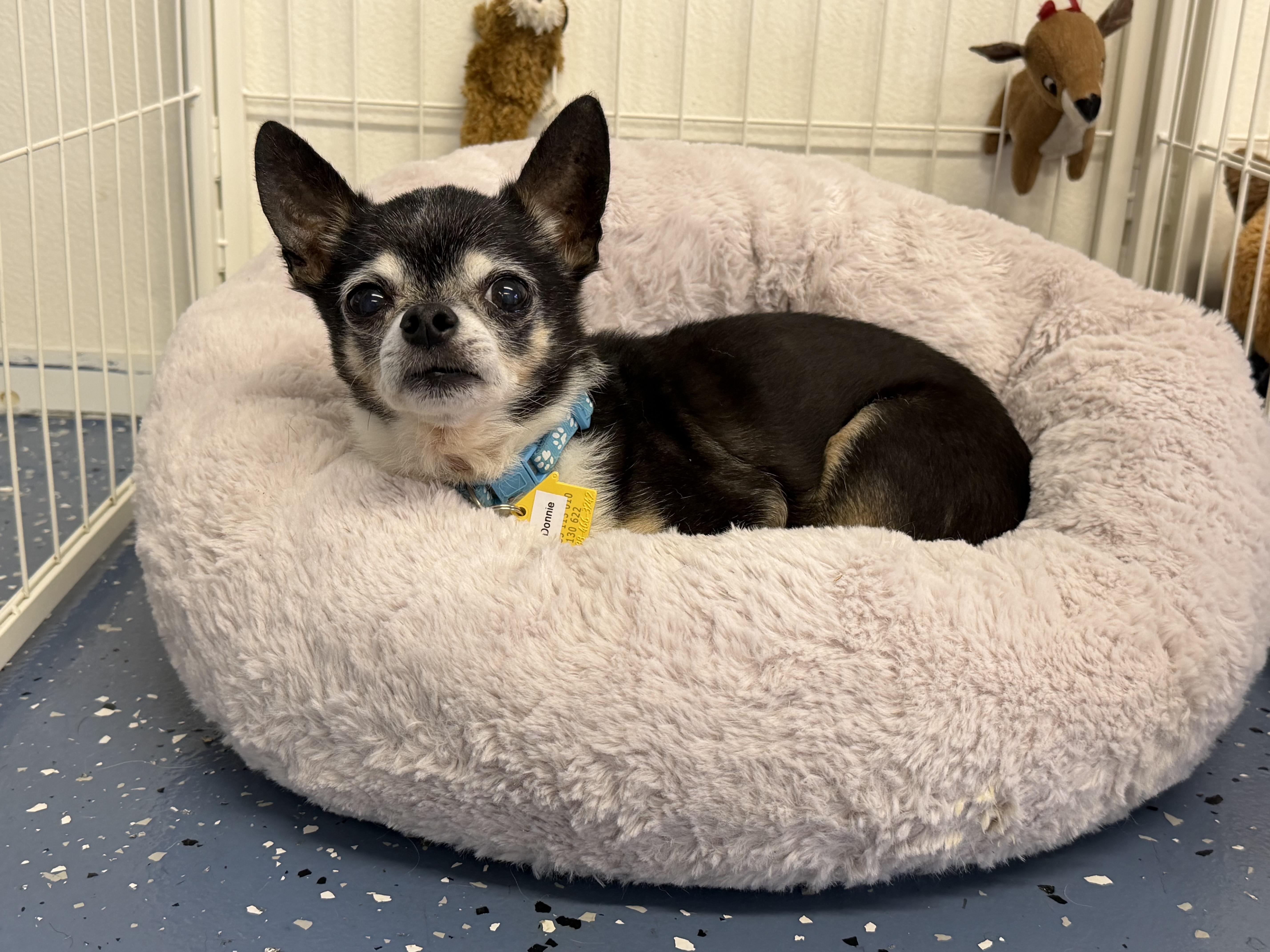 Donnie, Adoptable, Senior Male Chihuahua.