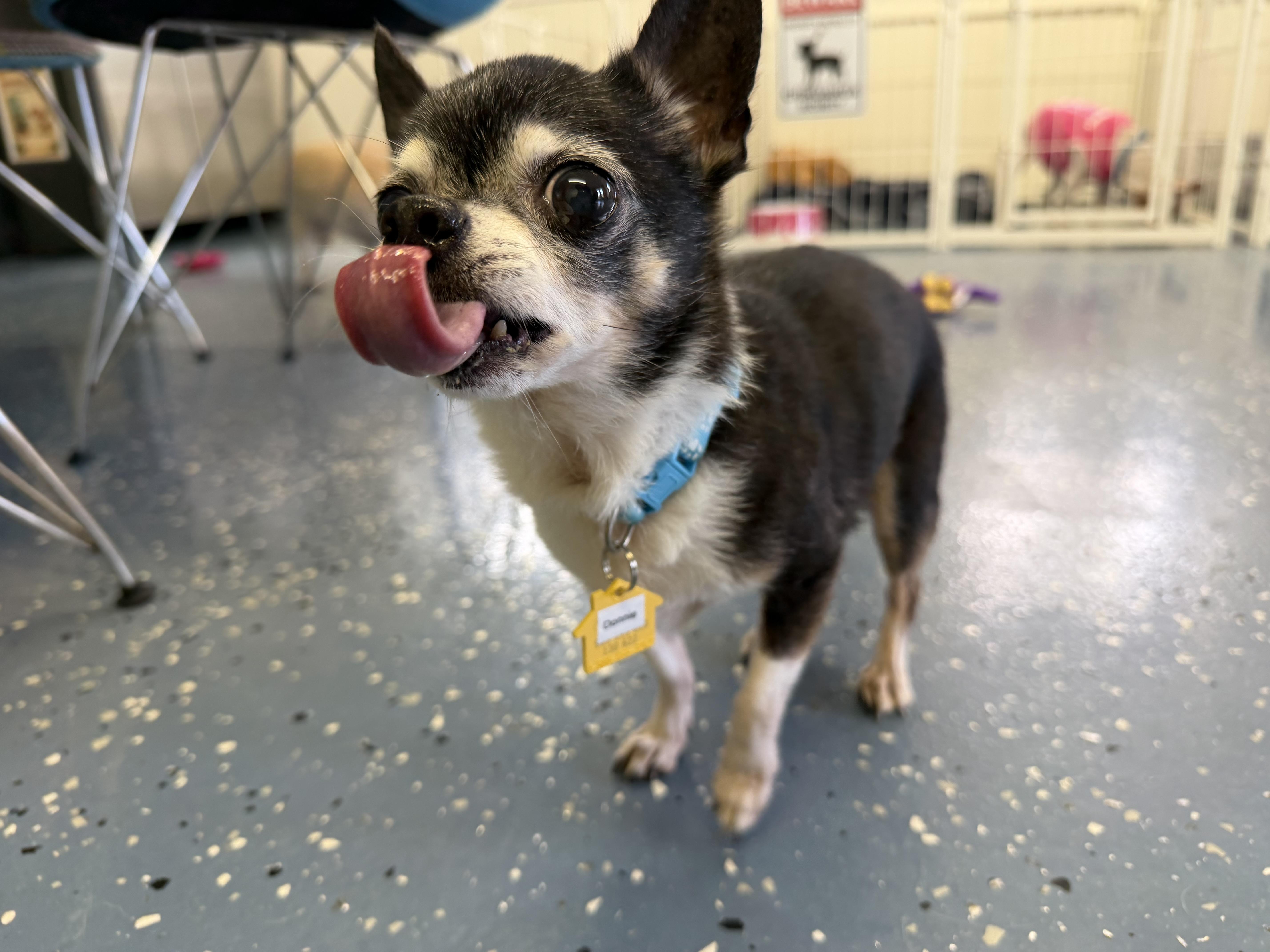 Enlarge Donnie, a Adoptable Chihuahua in Venice, FL image 3/5