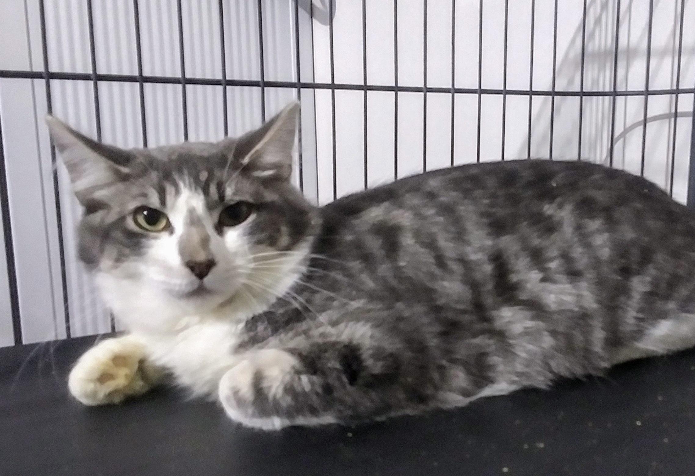 Kayden, a Adoptable mixed breed in Bothell, WA image 1/2