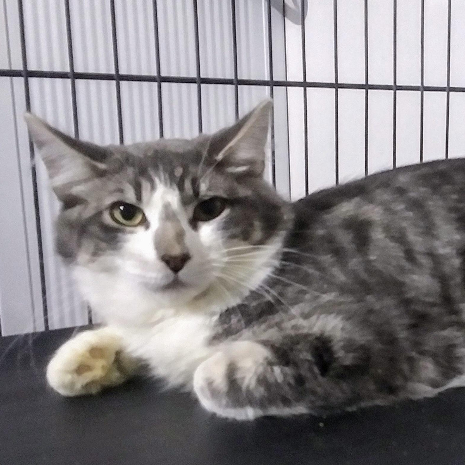 Kayden, an adoptable Domestic Short Hair, Tabby in Bothell, WA, 98021 | Photo Image 2