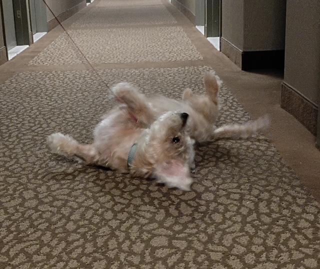 Enlarge Louie, a Adoptable Poodle in Brooklyn, NY image 5/6