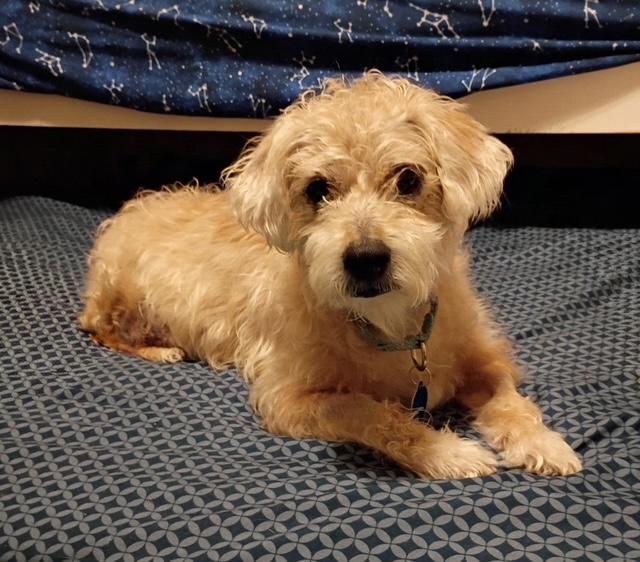 Enlarge Louie, a Adoptable Poodle in Brooklyn, NY image 4/6