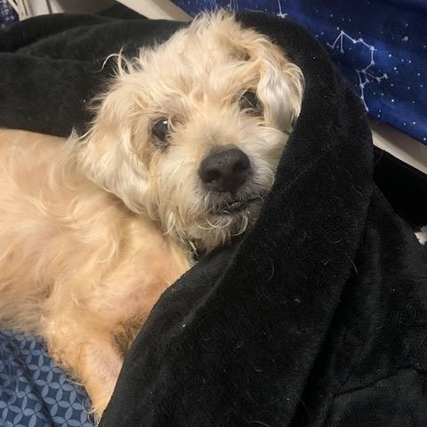 Enlarge Louie, a Adoptable Poodle in Brooklyn, NY image 3/6