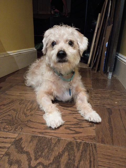 Enlarge Louie, a Adoptable Poodle in Brooklyn, NY image 2/6