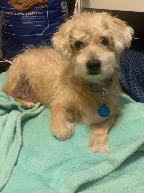 Enlarge Louie, a Adoptable Poodle in Brooklyn, NY image 6/6