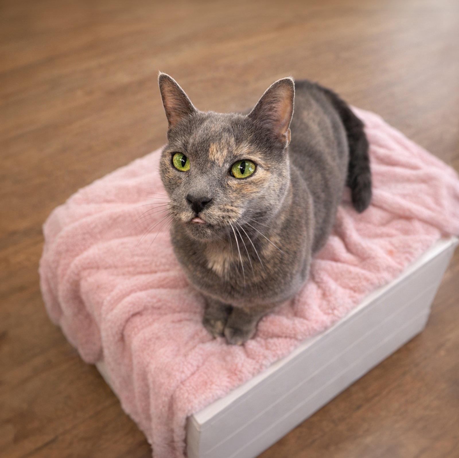 Enlarge Cairo, a Adoptable Domestic Short Hair in Coatesville, PA image 1/3