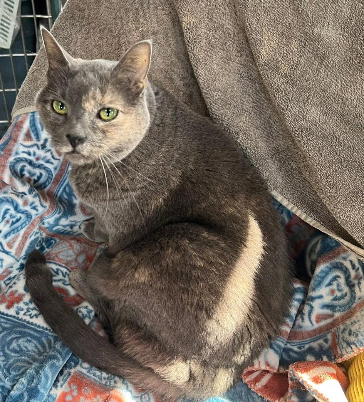 Enlarge Cairo, a Adoptable Domestic Short Hair in Coatesville, PA image 2/3