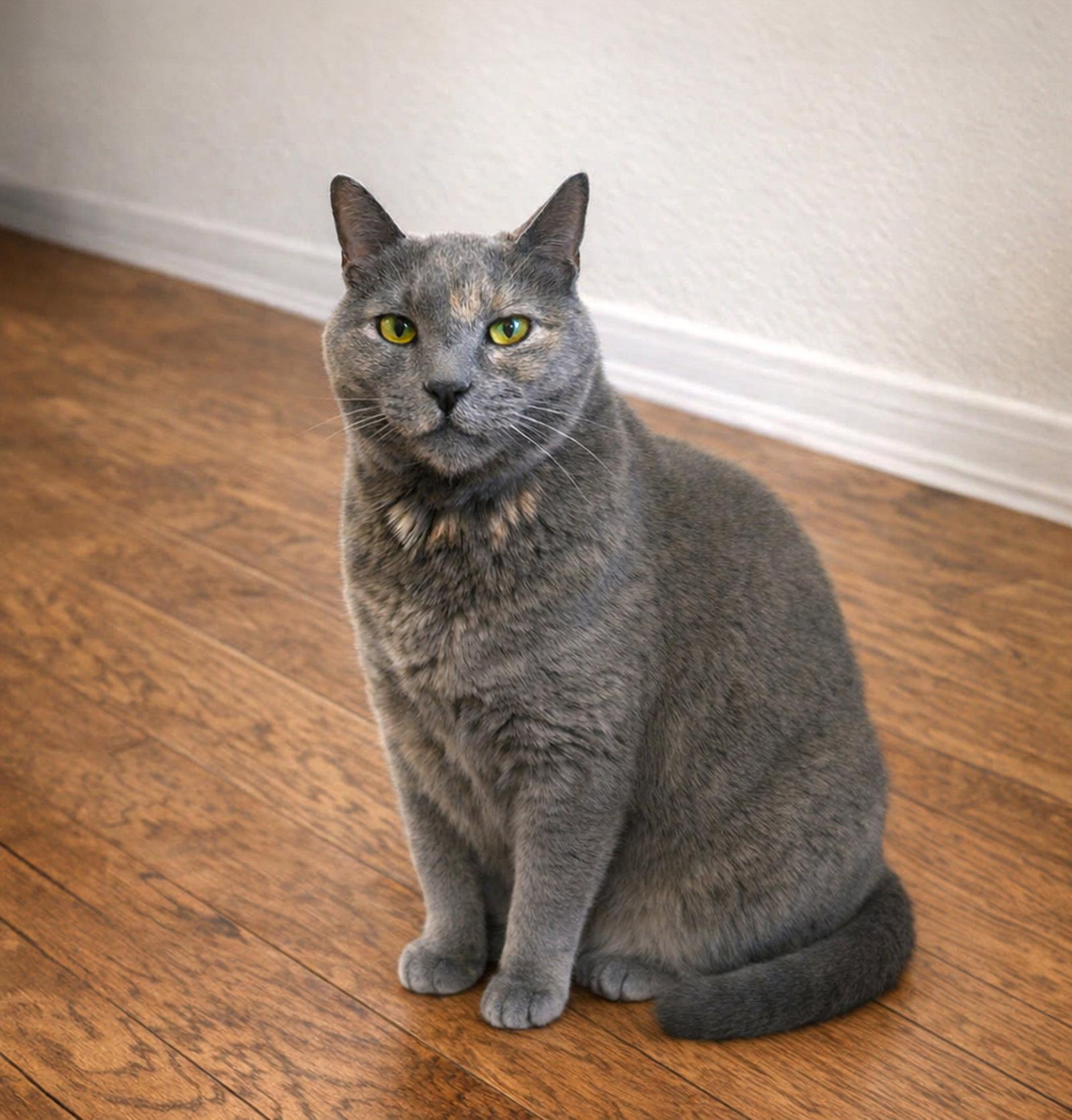 Enlarge Cairo, a Adoptable Domestic Short Hair in Coatesville, PA image 3/3