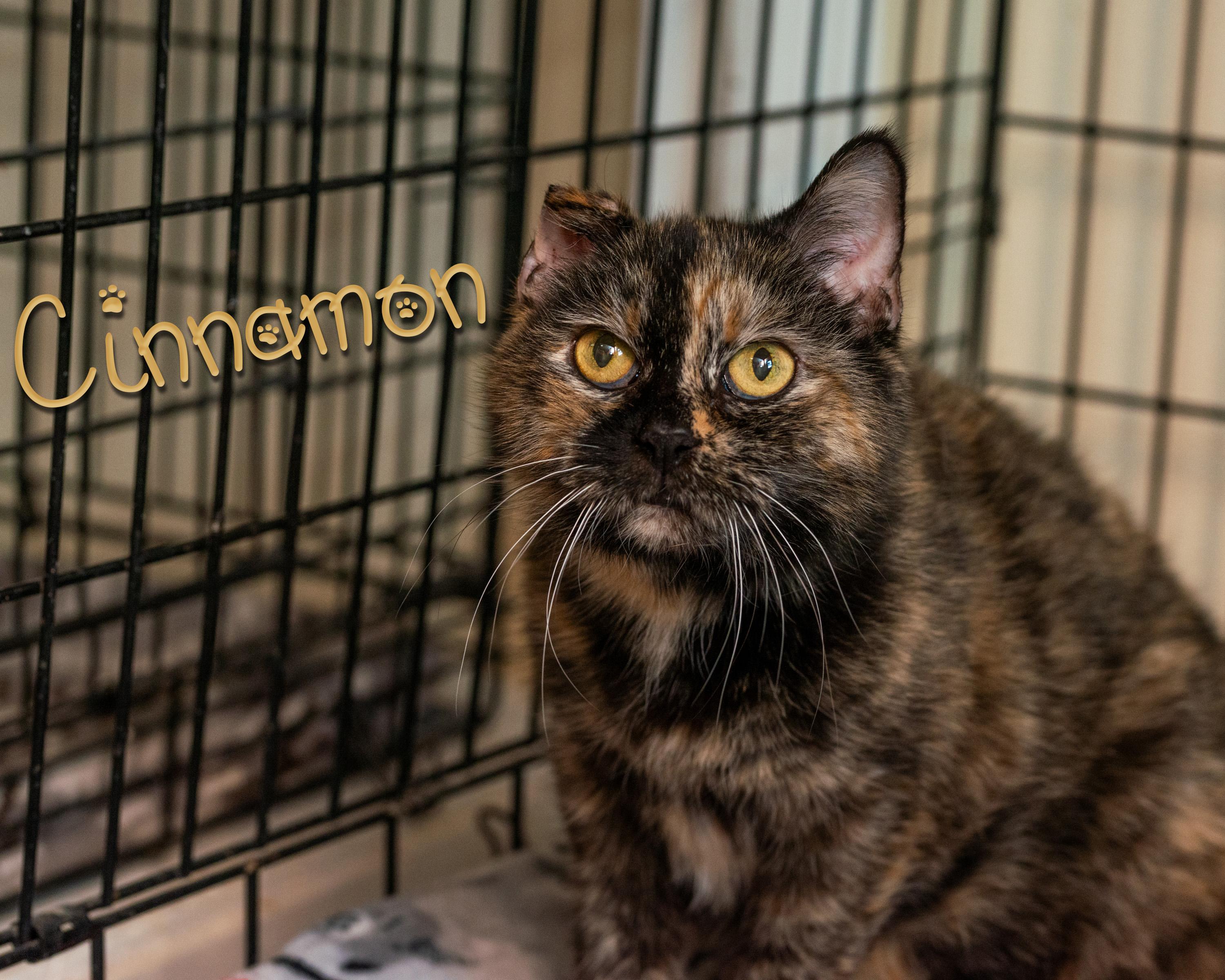 Enlarge Cinnamon, an adoptable Domestic Short Hair in Somerset, PA image 1/1