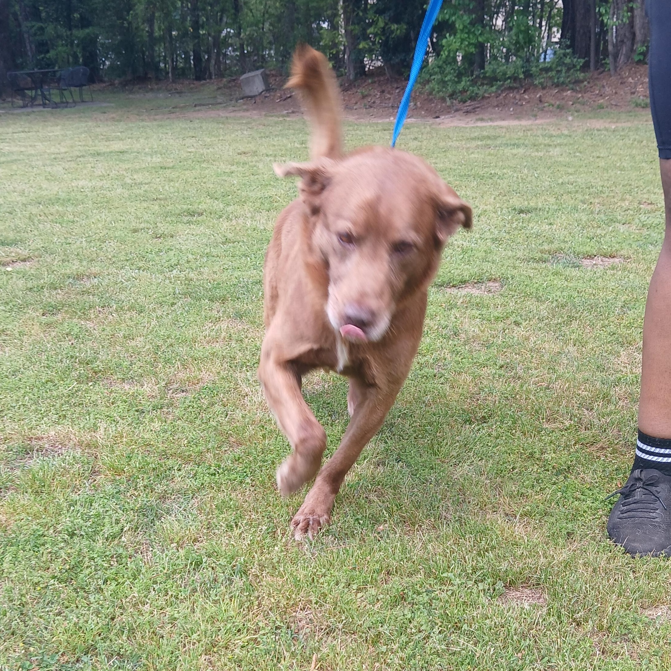 Cheezit, a Adoptable mixed breed in Smyrna, GA image 3/4