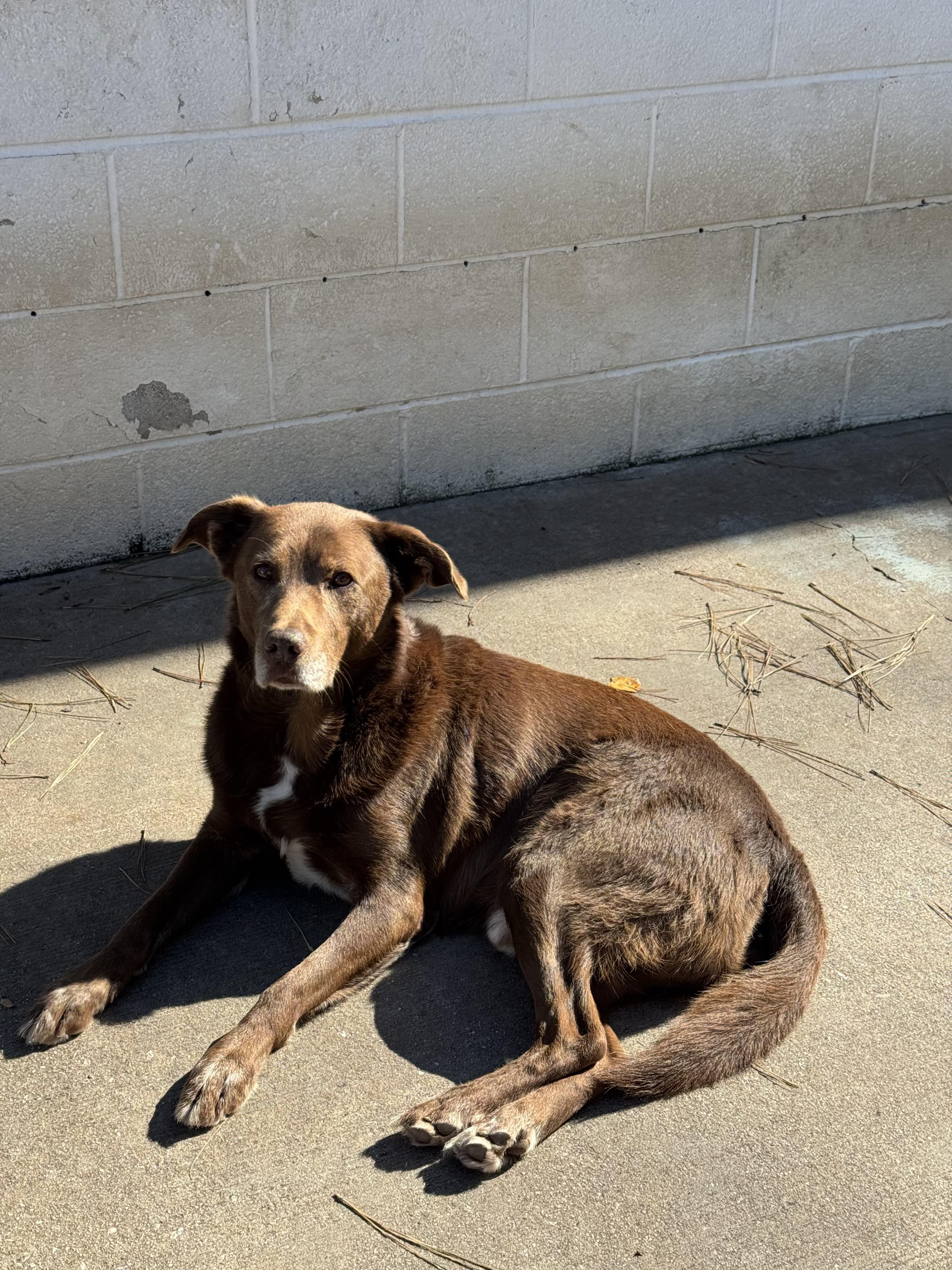 Cheezit, Adoptable, Young Male Australian Shepherd.