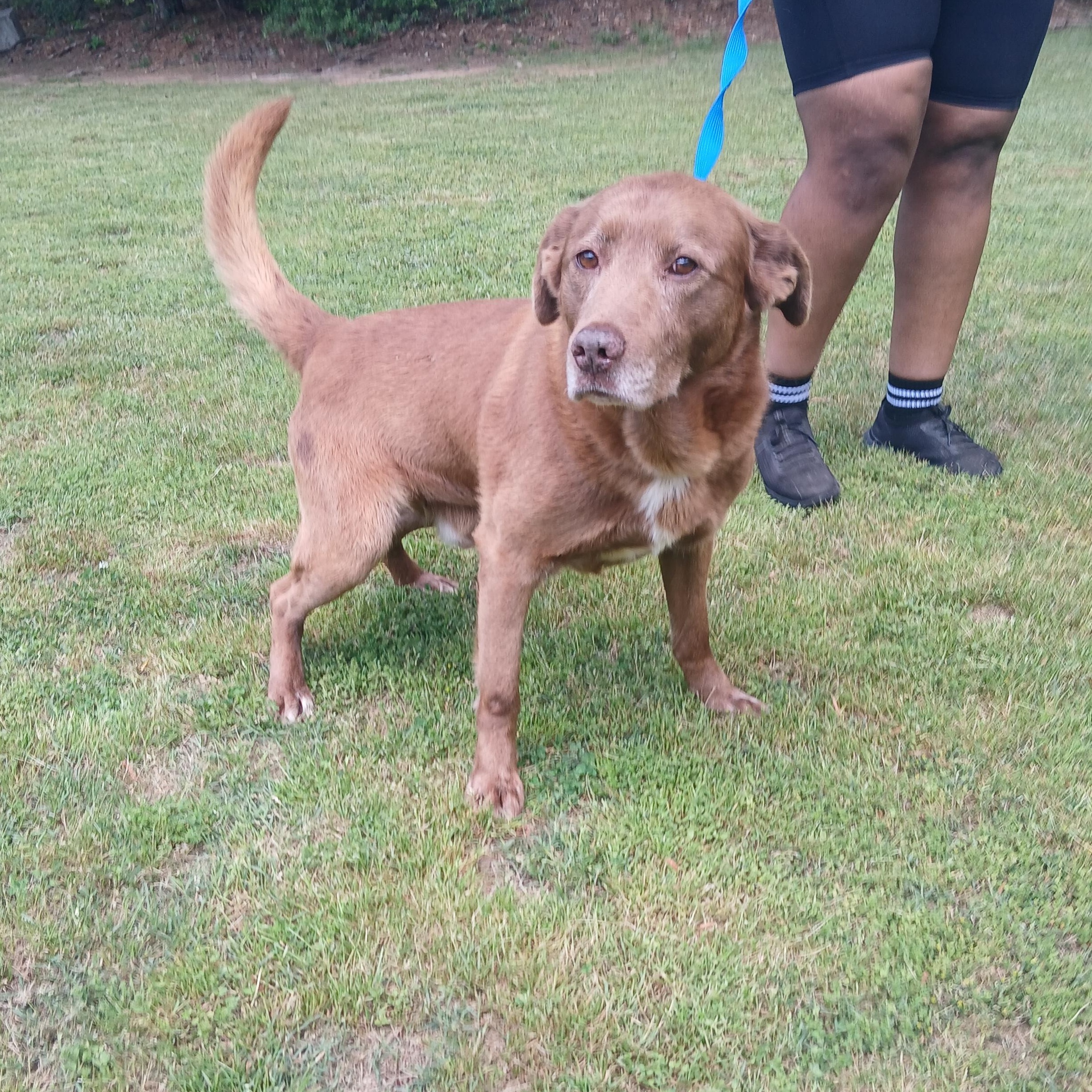 Cheezit, a Adoptable mixed breed in Smyrna, GA image 4/4