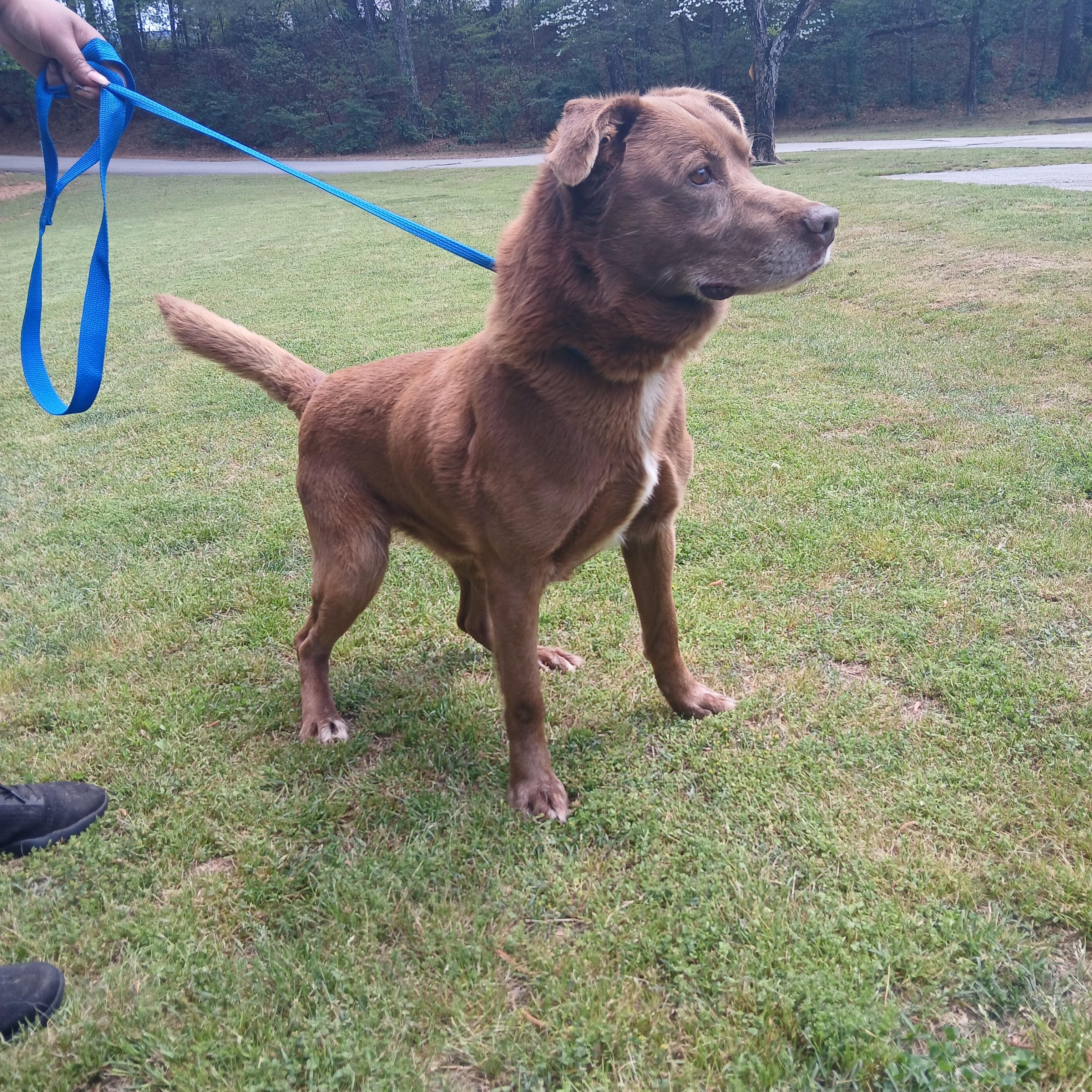 Cheezit, a Adoptable mixed breed in Smyrna, GA image 2/4