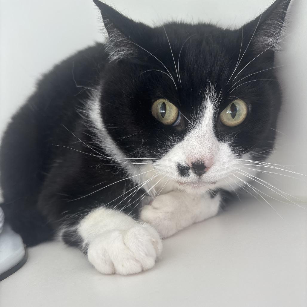 Enlarge Conway, a Adoptable Domestic Short Hair in Tulsa, OK image 1/3