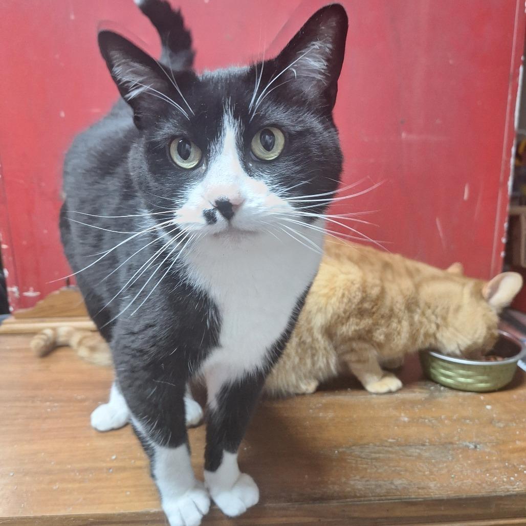 Enlarge Conway, a Adoptable Domestic Short Hair in Tulsa, OK image 2/3