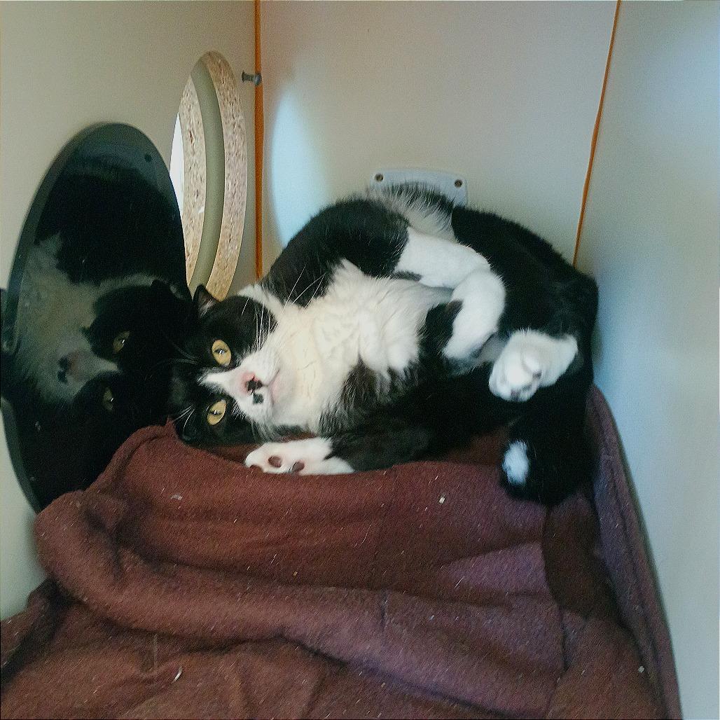Enlarge Conway, a Adoptable Domestic Short Hair in Tulsa, OK image 3/3