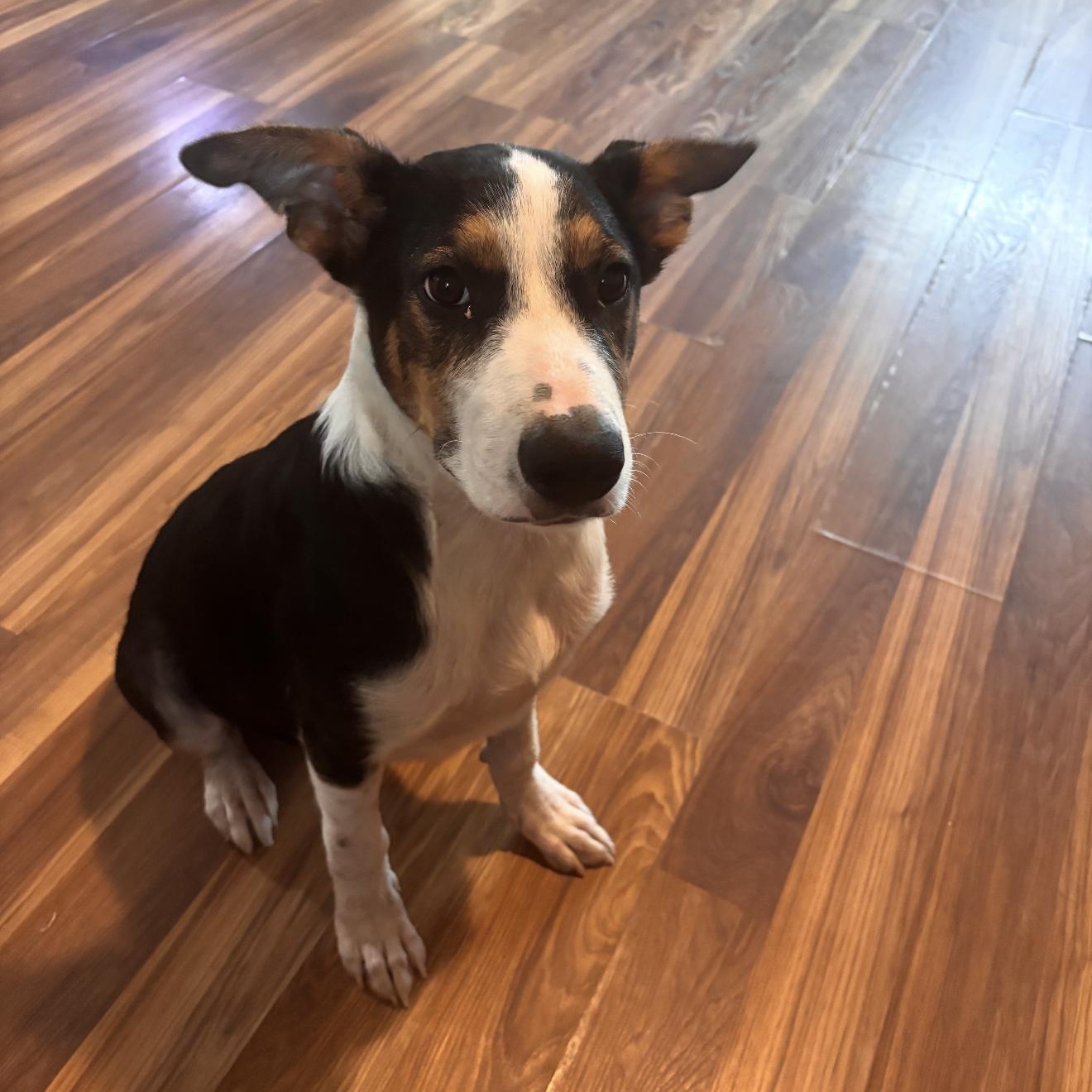 Enlarge Nico, a Adoptable mixed breed in Barkhamsted, CT image 2/2