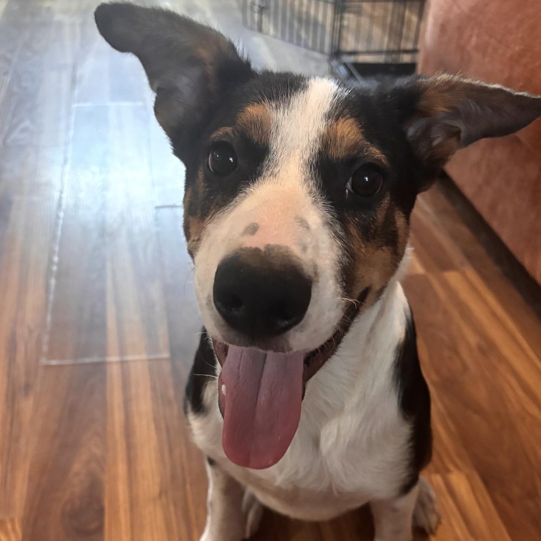 Enlarge Nico, a Adoptable mixed breed in Barkhamsted, CT image 1/2