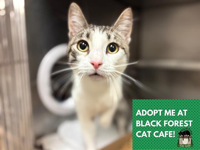 JOE, Adoptable, Young Male Domestic Short Hair.