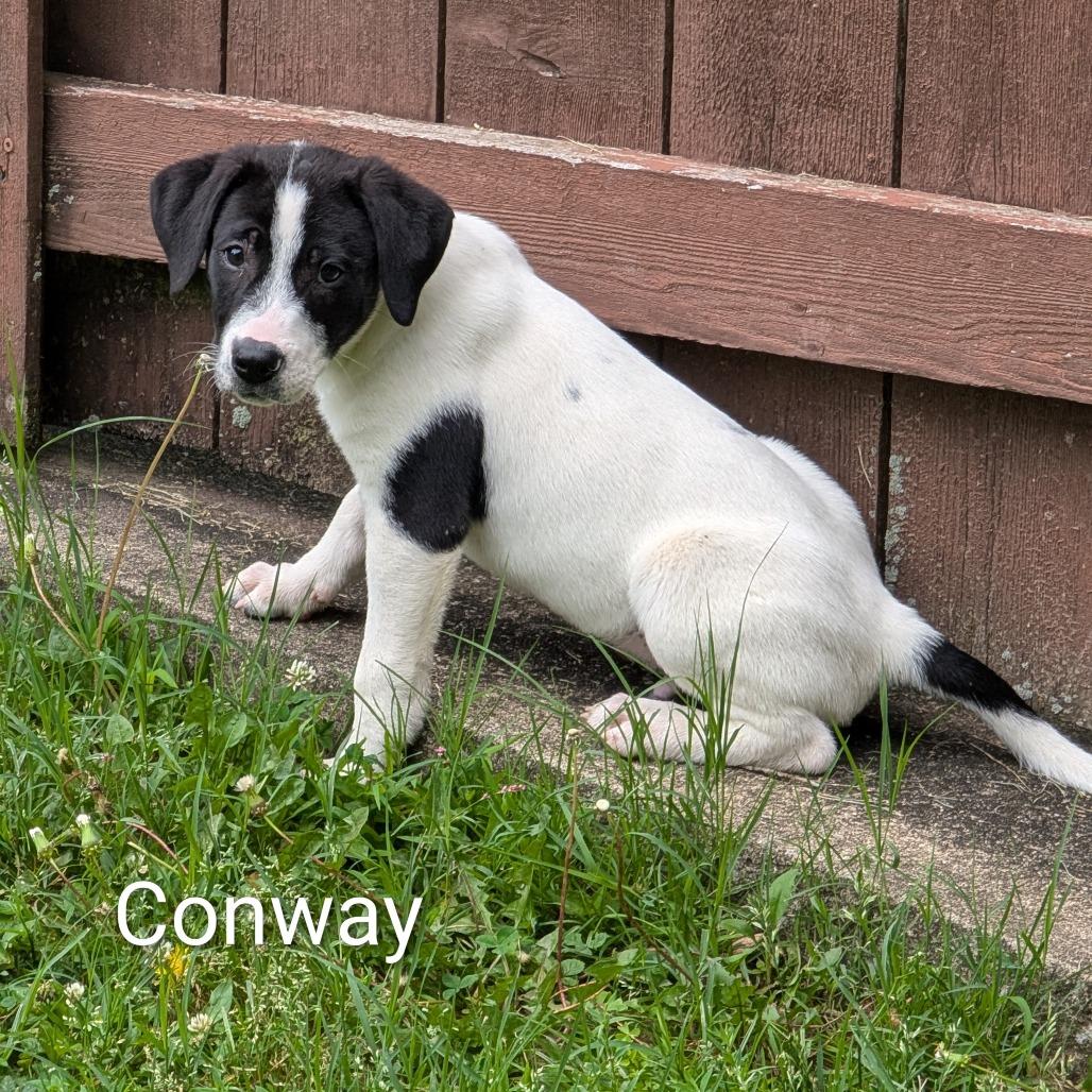 Enlarge Conway, a Adoptable Mixed Breed in Marion, IL image 1/1