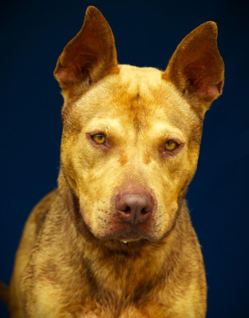 Pinto Bean, Adoptable, Adult Male Mixed Breed.
