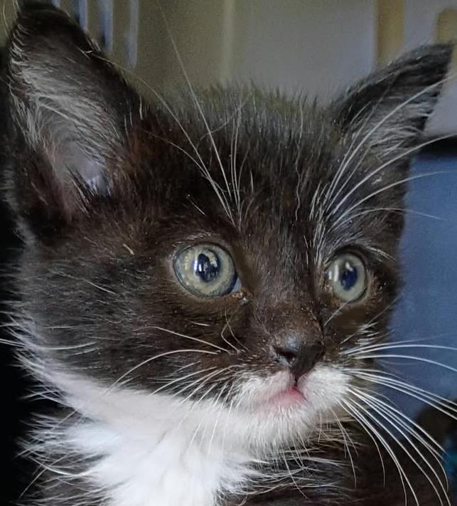 Rocket, Adoptable, Kitten Male Domestic Short Hair.