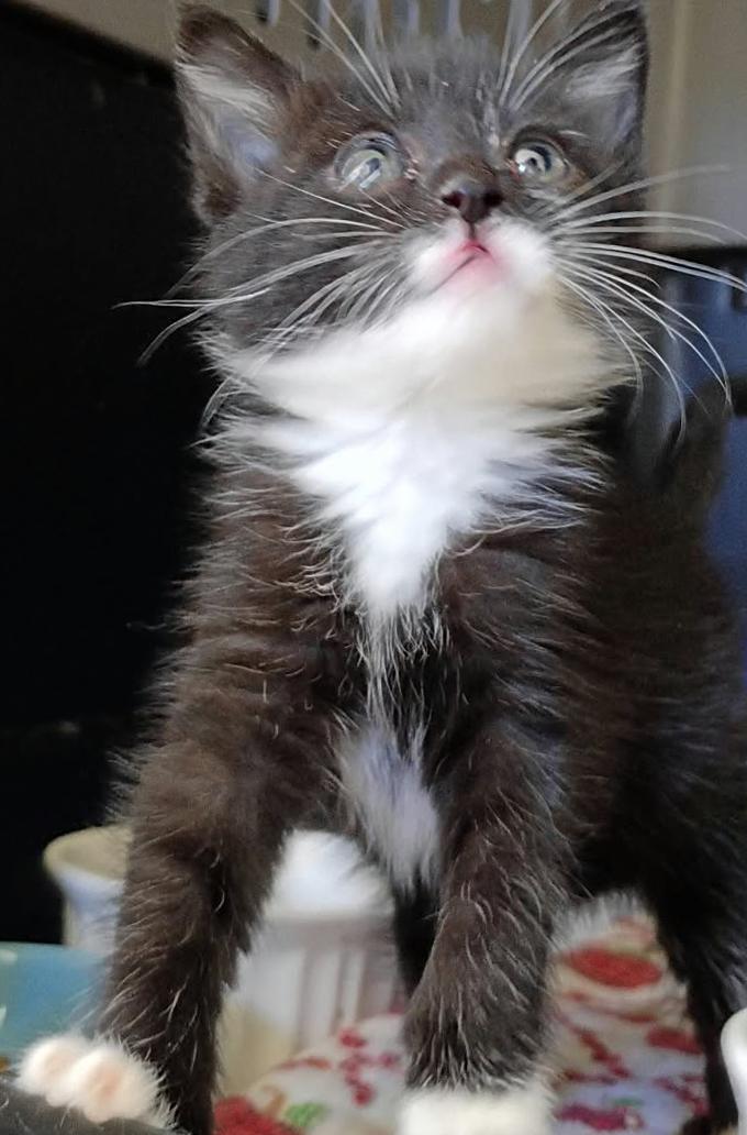 Enlarge Rocket, a Adoptable Domestic Short Hair in Mansfield, OH image 2/2