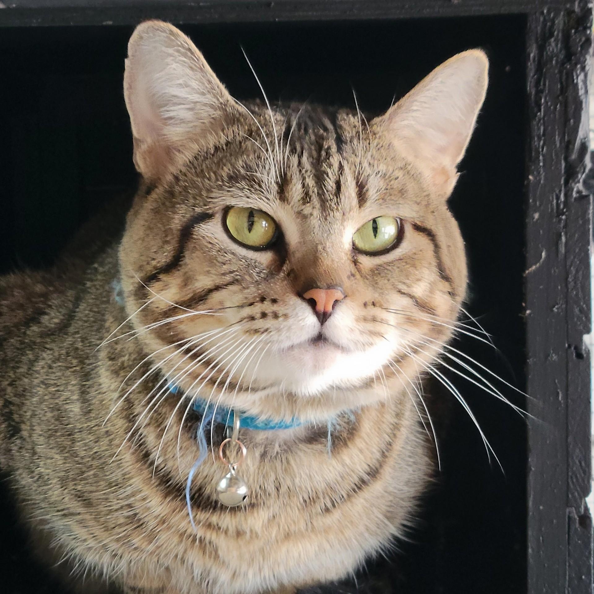 Charlie, ADOPTABLE, Adult Male Domestic Short Hair.