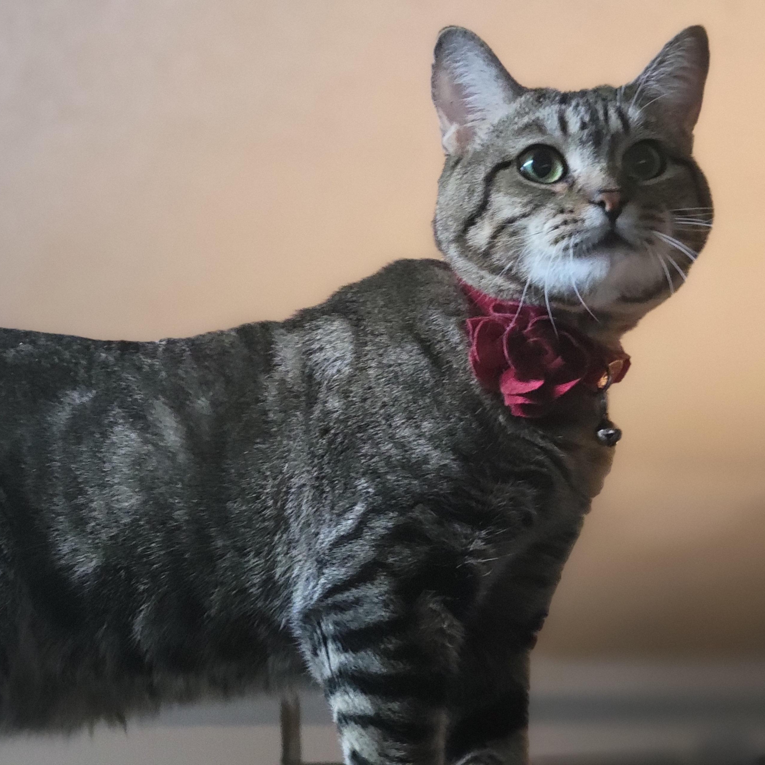 Enlarge Charlie, a ADOPTABLE mixed breed in Oklahoma City, OK image 4/6