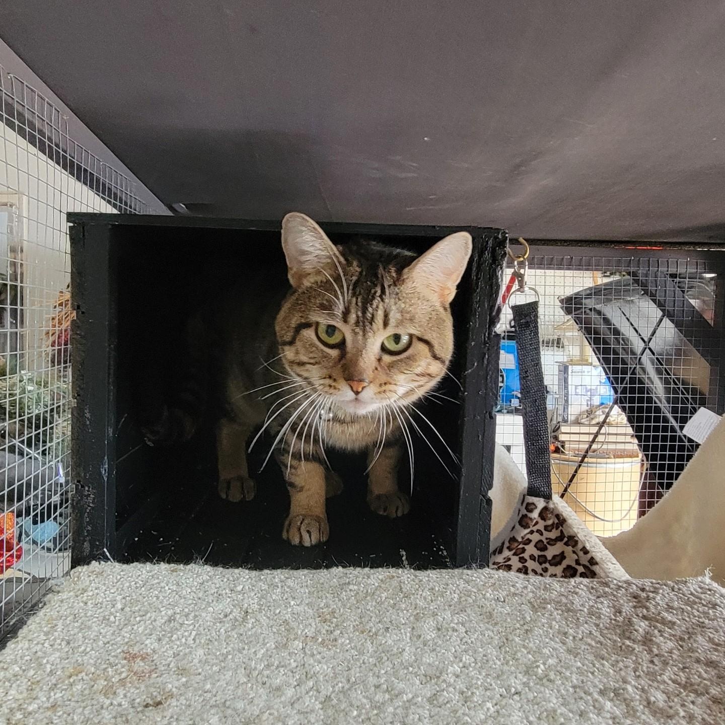 Enlarge Charlie, a ADOPTABLE mixed breed in Oklahoma City, OK image 2/3
